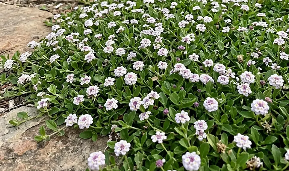 Lippia : le champion anti-sécheresse