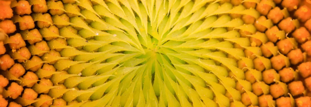 Fleurs jaunes du jardin